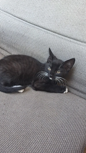 Katzenbabys Europäisch Kurzhaar