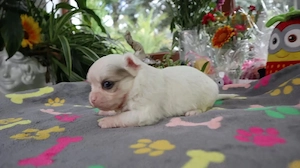 Hervorragende Begleit-Chihuahua-Welpen, die heute erhältlich sind