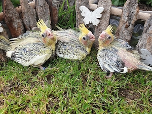 Nestjunge Nymphensittiche mit DNA Geschlechtsnachweis 