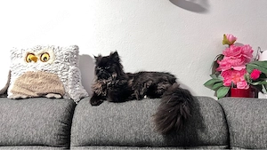 Mischo; Perserkater sucht liebevolles Zuhause