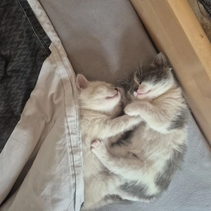 Reine BKH_Kittenkurzhaar_Babyktten Bild 9