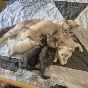 Reine BKH_Kittenkurzhaar_Babyktten Bild 10