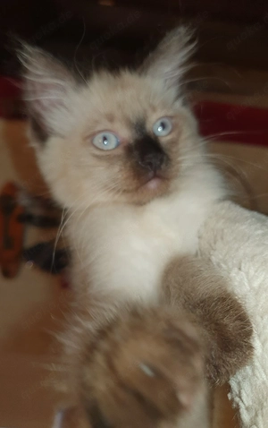 4 reinrassige Ragdoll Kitten suchen einen neuen Dosenöffner 
