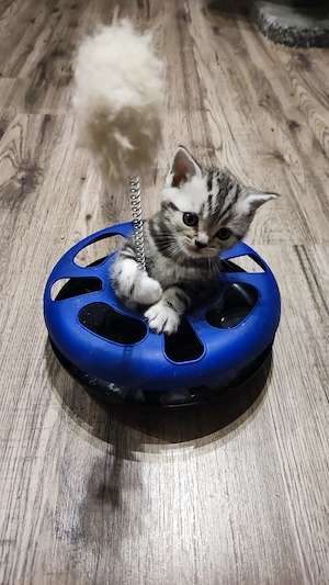 Wunderschöne BKH Kitten 