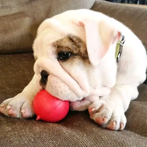 Englische Bulldogge Welpe sucht liebevolles Zuhause
