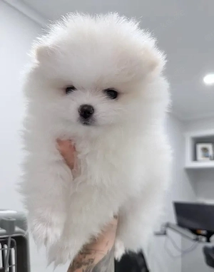 Wunderschöne Pomeranian-Welpen