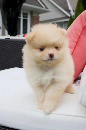 Zwergspitz-Pomeranian welpen
