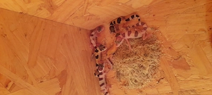 Junge leopardgeckos DNZ 2026 