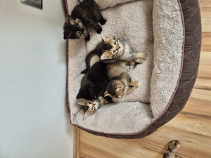 Fünf hübsche britischen Kurzhaar Kitten zu verkaufen 