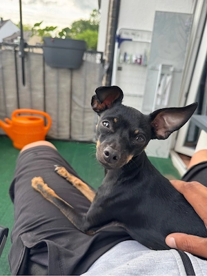 Russkiy Toy Terrier Hündin sucht Deckrüden