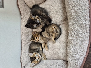 Fünf hübsche britischen Kurzhaar Kitten zu verkaufen 