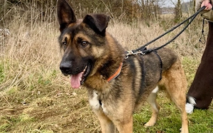 Marley sucht ein aktives Zuhause