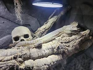 1.0 Varanus Flavirufus 