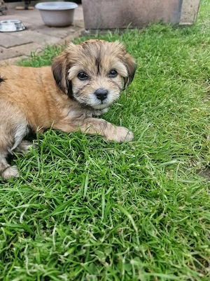 Welpe Bolonka Zwetna terrier 