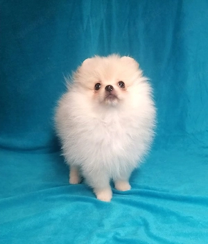 Zwergspitz Pomeranian Mädchen 
