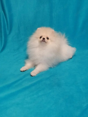 Zwergspitz Pomeranian Mädchen 