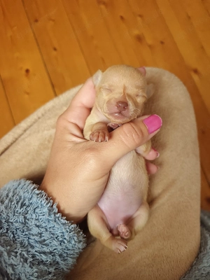 Chihuahua(mini) Mädchen 