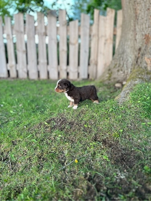 11 Welpen Mischlinge Berner sennenhund, Appenzeller Sennenhund Austrahlien Shepard 
