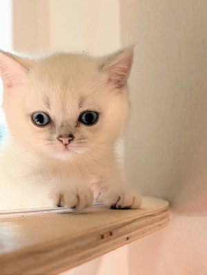Rassen Kitten (BKH) Gentest mit Stammbaum 