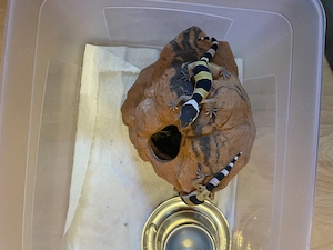 Leopardengeckos 
