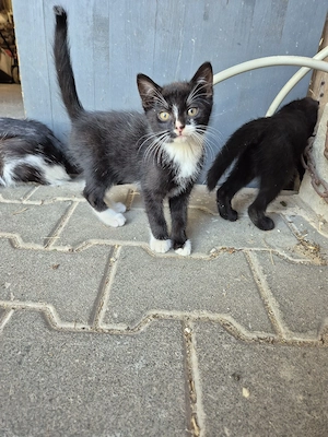 Kitten   Katzenbabys 
