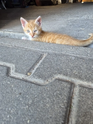 Kitten   Katzenbabys 