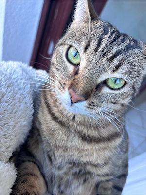 Zwei liebevolle Katzen gemeinsam abzugeben  Nala & Lilly   