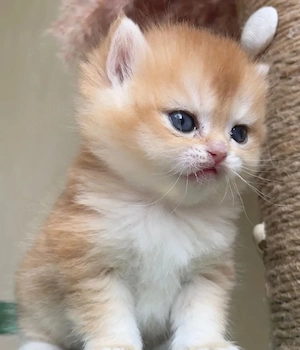 Bhk kitten mit zuchtfreigabe freiburg 