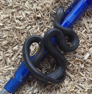 Lampropeltis leoni black "melanistic" nachtucht abzugeben