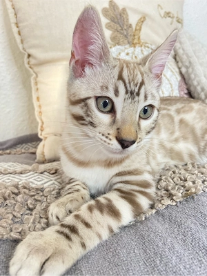 Wunderschöner Bengal kater zur abgabe bereit