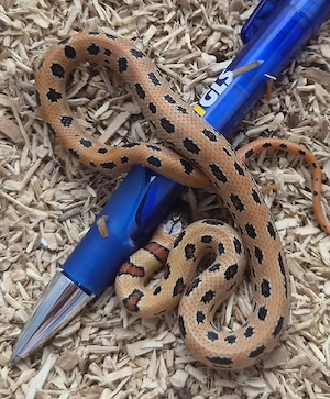 Lampropeltis leoni Nachzuchten abzugeben