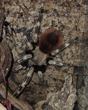 Nandu chromatus   Rotweiße Brasilianische Vogelspinne