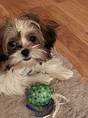 Shih-tzu Hündin 