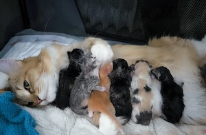 Reinrassige sibirische waldkatzen kitten kunterbunt