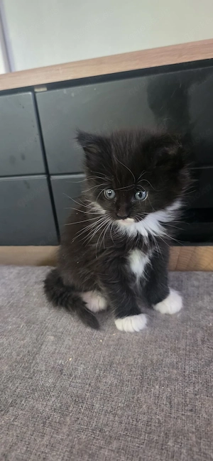 Maine coon kitten 