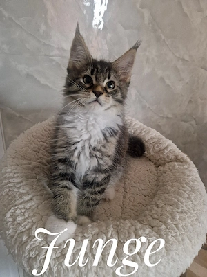 Maine coon kitten 