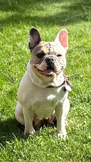 Französiche Bulldogge Welpen