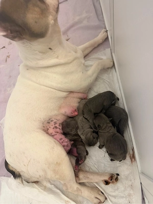 Französiche Bulldogge Welpen