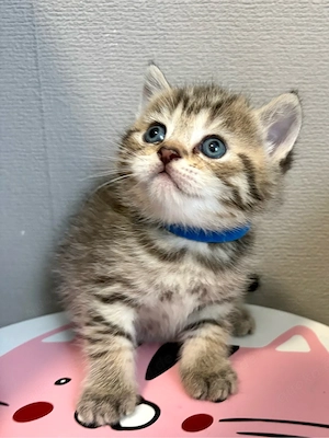 Bezaubernde BKH Kitten (Blue x Silver Shaded Point)