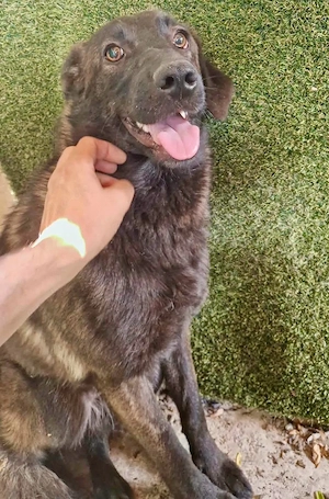Mokka   wunderschöne Hundedame sucht ihr Glück fürs Leben