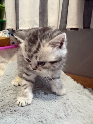Bezaubernde BKH Kitten (Blue x Silver Shaded Point)