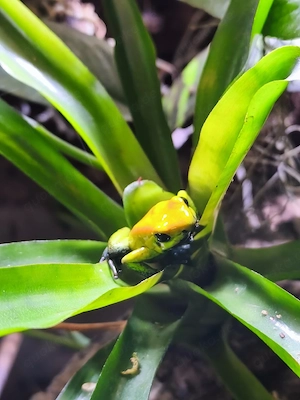 phylobates bicolor 