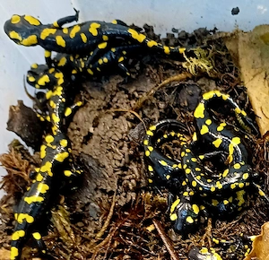 Feuersalamander, Donau-Kammmolche