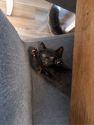 Wunderschöne BKH-Mix Kitten suchen ein liebevolles Zuhause   