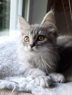 Maine Coon Kitten katze mädchen