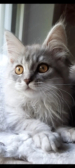 Maine Coon Kitten katze mädchen