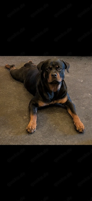 Rottweiler Hündin 