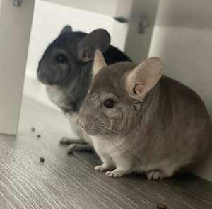 Bonnie und Clyde aus 72160 Horb am Neckar suchen Zuhause - Chinchilla Notfallvermittlungshilfe 