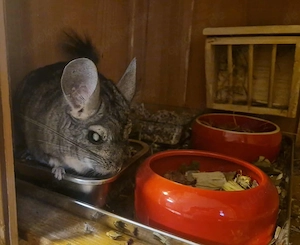 Handicap Chin und Chinni aus 5282 Braunau am Inn (Österreich) suchen Zuhause - Chinchilla Notfallver
