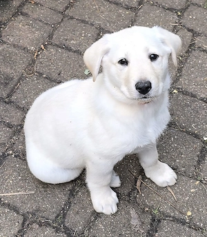Harzer Fuchs  Labrador Hündin - Welpe